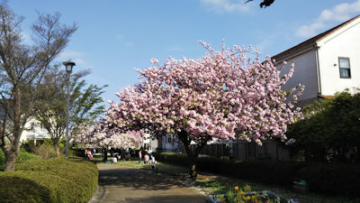 4/21　桜の散歩道