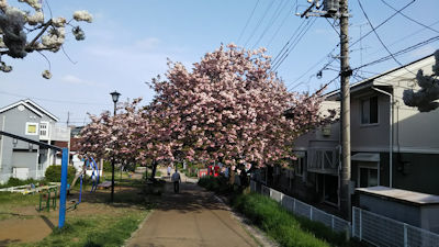 4/21　桜の散歩道