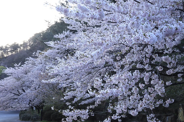 金山の桜