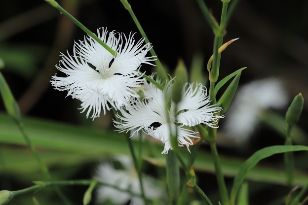 カワラナデシコ白花１