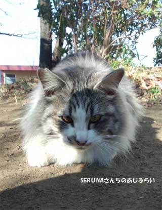 20190218_shimizudera_cat006.jpg