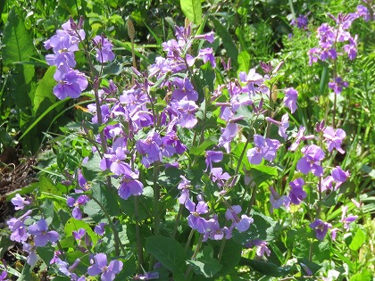 この花の名前なんていうの 紫色した春の野の花