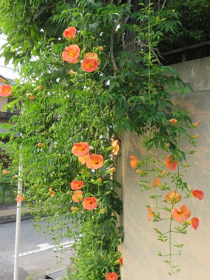 今道端に咲いている花木 初夏 オレンジ色の花ふたつ この花の名前なんていうの