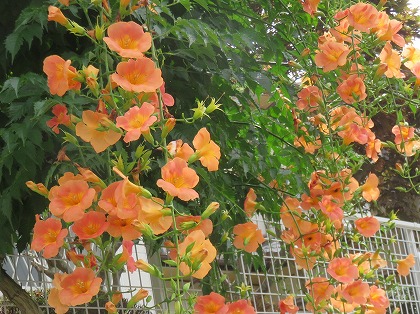 この花の名前なんていうの 今道端に咲いている花木 初夏 オレンジ色の花ふたつ