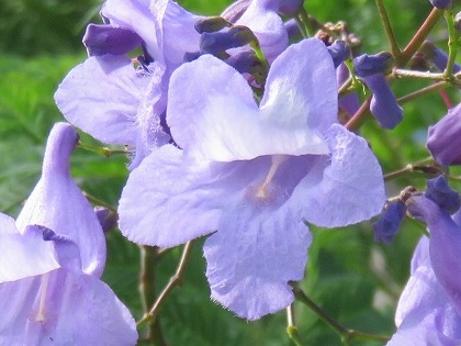 ジャカランダの花