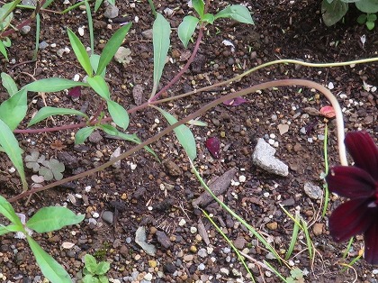 チョコレートコスモスの花茎
