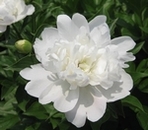 白シャクヤクの花