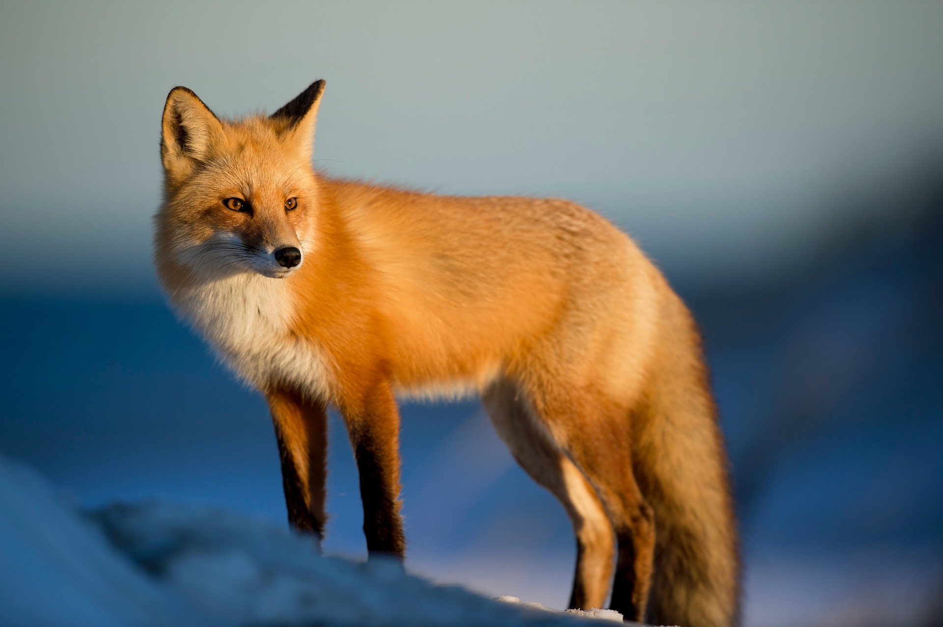 fox21th-20190226.jpg