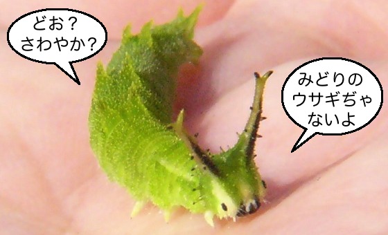 ゆるキャラっぽいオオムラサキ幼虫 チャンネルｆ