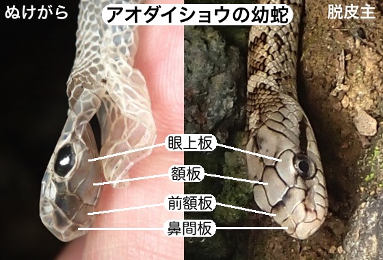 ヘビの抜け殻＆アオダイショウ幼蛇 | チャンネルＦ＋