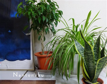 NANTONAKU　　観葉植物が嬉しい季節　1