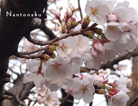 NANTONAKU　０３ー２９　今年初の桜　