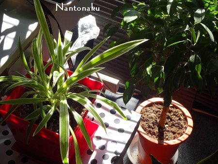 NANTONAKU 部屋　窓　ブラインド　朝日　観葉植物　1