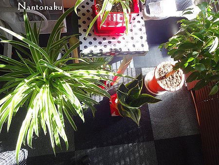 NANTONAKU 部屋　窓　ブラインド　朝日　観葉植物　2