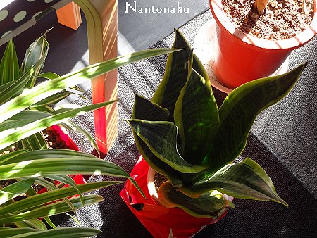 NANTONAKU 部屋　窓　ブラインド　朝日　観葉植物　4