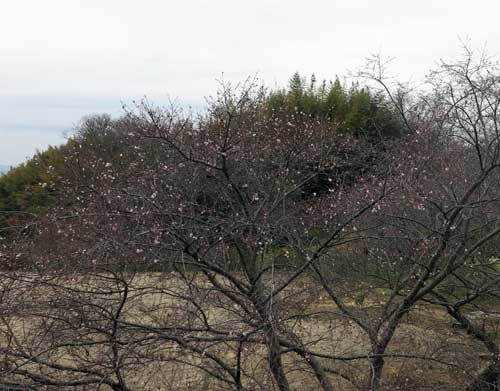 190128桜