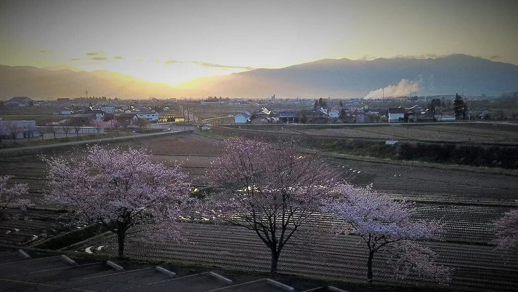 日の出と桜-s