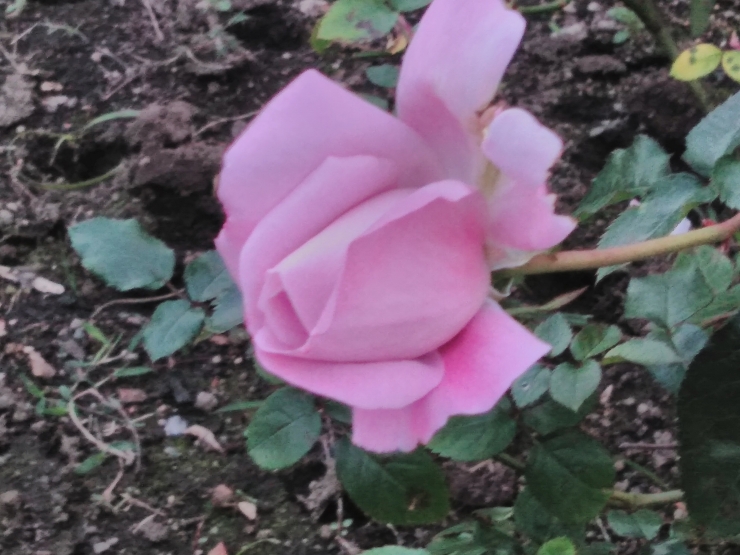 1811薔薇