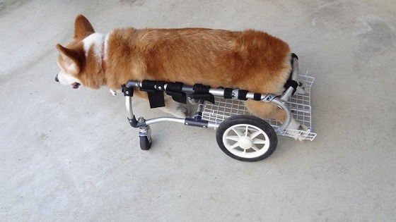 299. 犬用車椅子 コーギーサイズ