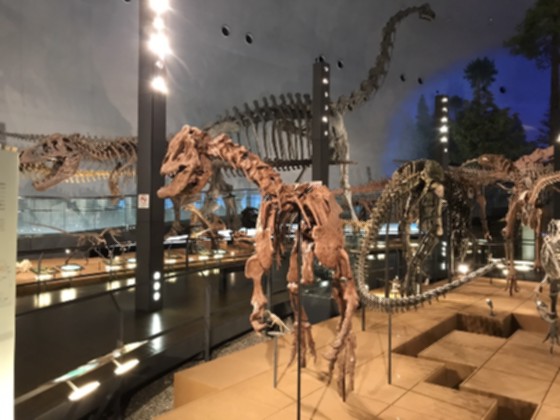 恐竜博物館3