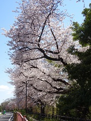 玉川上水桜