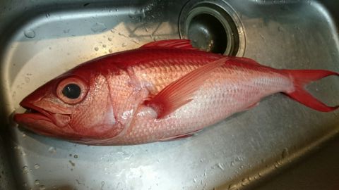 沖縄三大高級魚 アカマチ 魚喰い