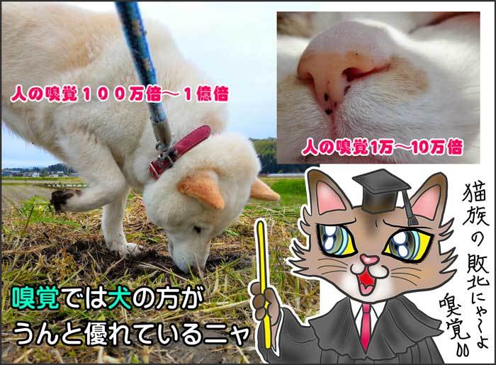 2019-06-18-Tue-07-犬と猫の嗅覚で猫は敗北