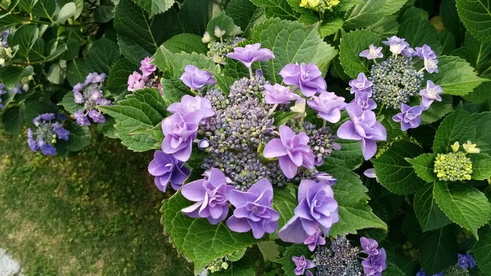 紫陽花フリー写真