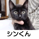 シン